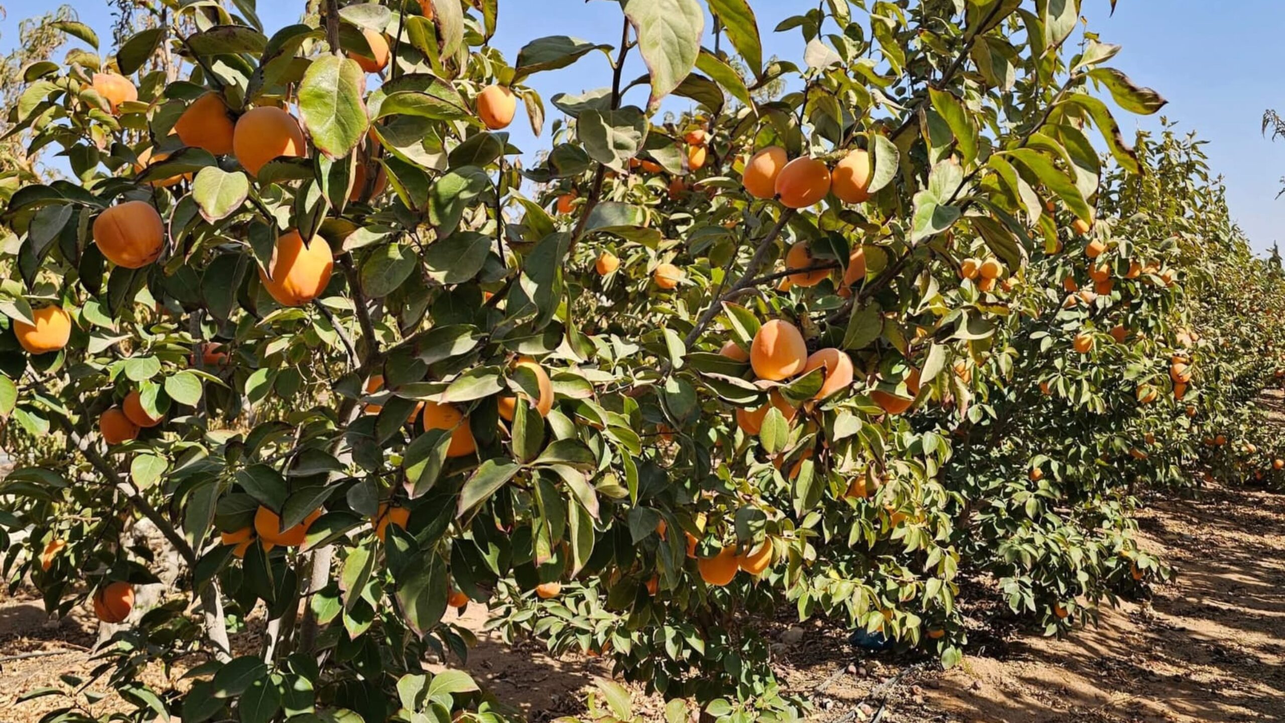 صورة حول : ارتفاع إنتاج الكاكا في المفرق إلى 2500 طن هذا الموسم ارتفاع إنتاج الكاكا في المفرق إلى 2500 طن هذا الموسم