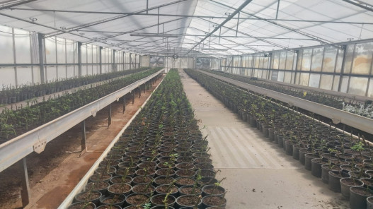 صورة حول : إنتاج مشتـل فيصل الحرجي يتجاوز الخطة بـ150% في جرش… إنتاج مشتـل فيصل الحرجي يتجاوز الخطة بـ150% في جرش…