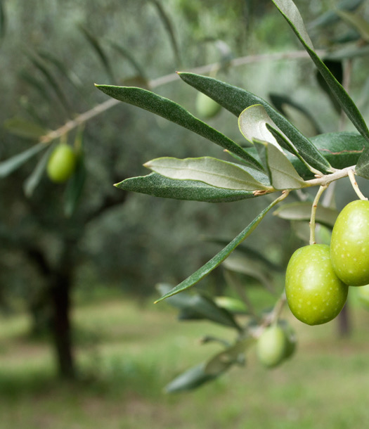 موسم الزيتون الأردني 2025 يسجل انخفاضًا ملحوظًا في الإنتاج حتى نهاية تشرين الثاني