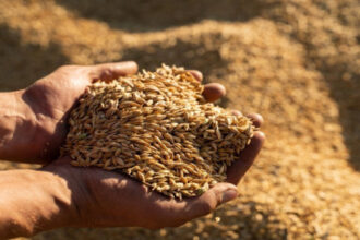 الأردن يشتري 60 ألف طن من علف الشعير في مناقصة