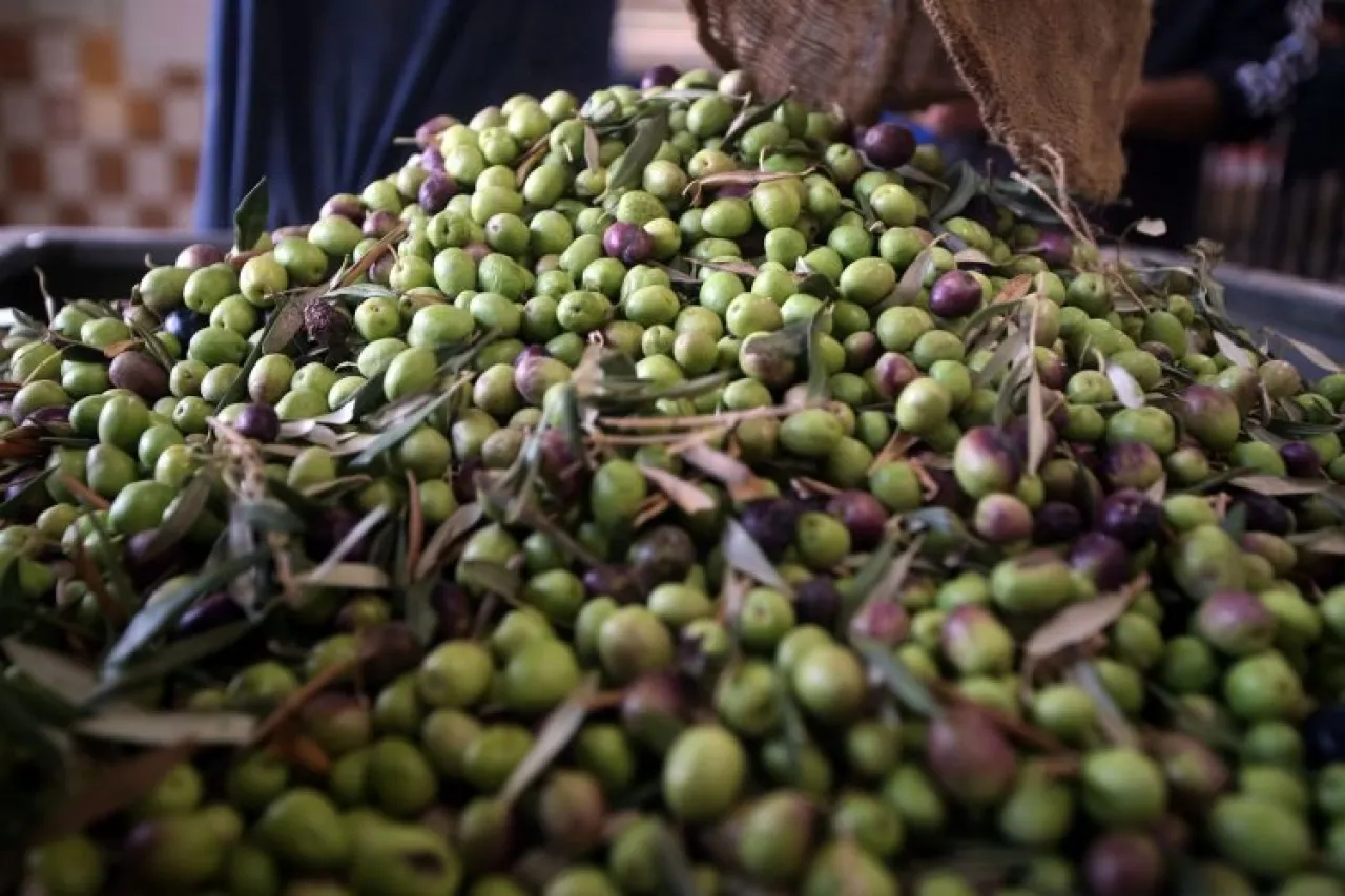 صورة حول : كيفية زكاة الزيتون… الإفتاء توضح كيفية زكاة الزيتون… الإفتاء توضح