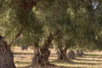 الأردن يحتفل بإدراج شجرة الزيتون "المهراس" على قائمة التراث الثقافي