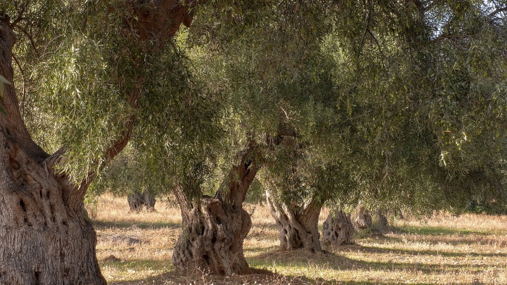 صورة حول : الأردن يحتفل بإدراج شجرة الزيتون "المهراس" على قائمة التراث الثقافي الأردن يحتفل بإدراج شجرة الزيتون "المهراس" على قائمة التراث الثقافي
