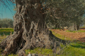 "شجرة المهراس" الأردنية تُدرج على قائمة التراث غير المادي لليونسكو