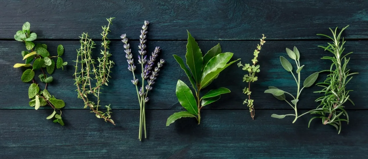 نباتات منزلية طبيعية لطرد الحشرات وحماية البيت في الصيف