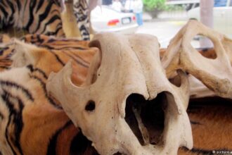 الكشف عن شبكات تتاجر بأعضاء حيوانات عبر منصات التواصل