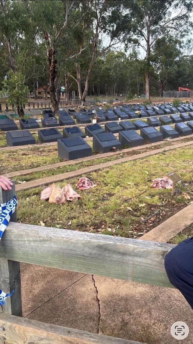 صورة حول : تدنيس مقبرة إسلامية في سيدني برؤوس خنازير تدنيس مقبرة إسلامية في سيدني برؤوس خنازير