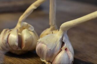 الثوم: كنز طبيعي لتعزيز الصحة وطول العمر