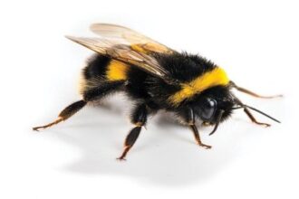 النحل الطنان: مزاج واحد يغيّر المزاج كله!