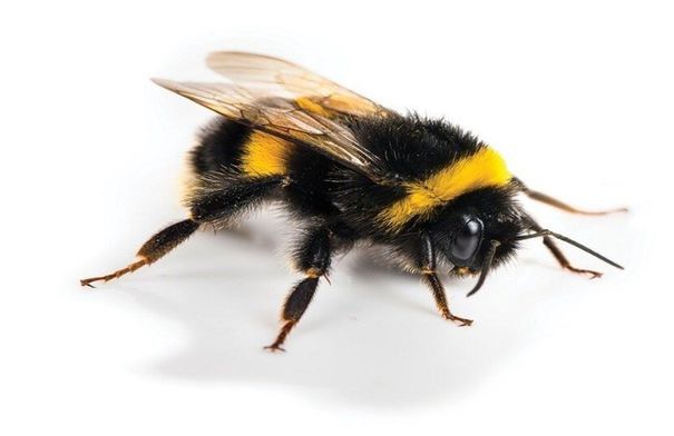 صورة حول : النحل الطنان: مزاج واحد يغيّر المزاج كله! النحل الطنان: مزاج واحد يغيّر المزاج كله!