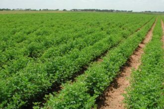 أمطار الكرك تُنعش آمال المزارعين بموسم زراعي واعد