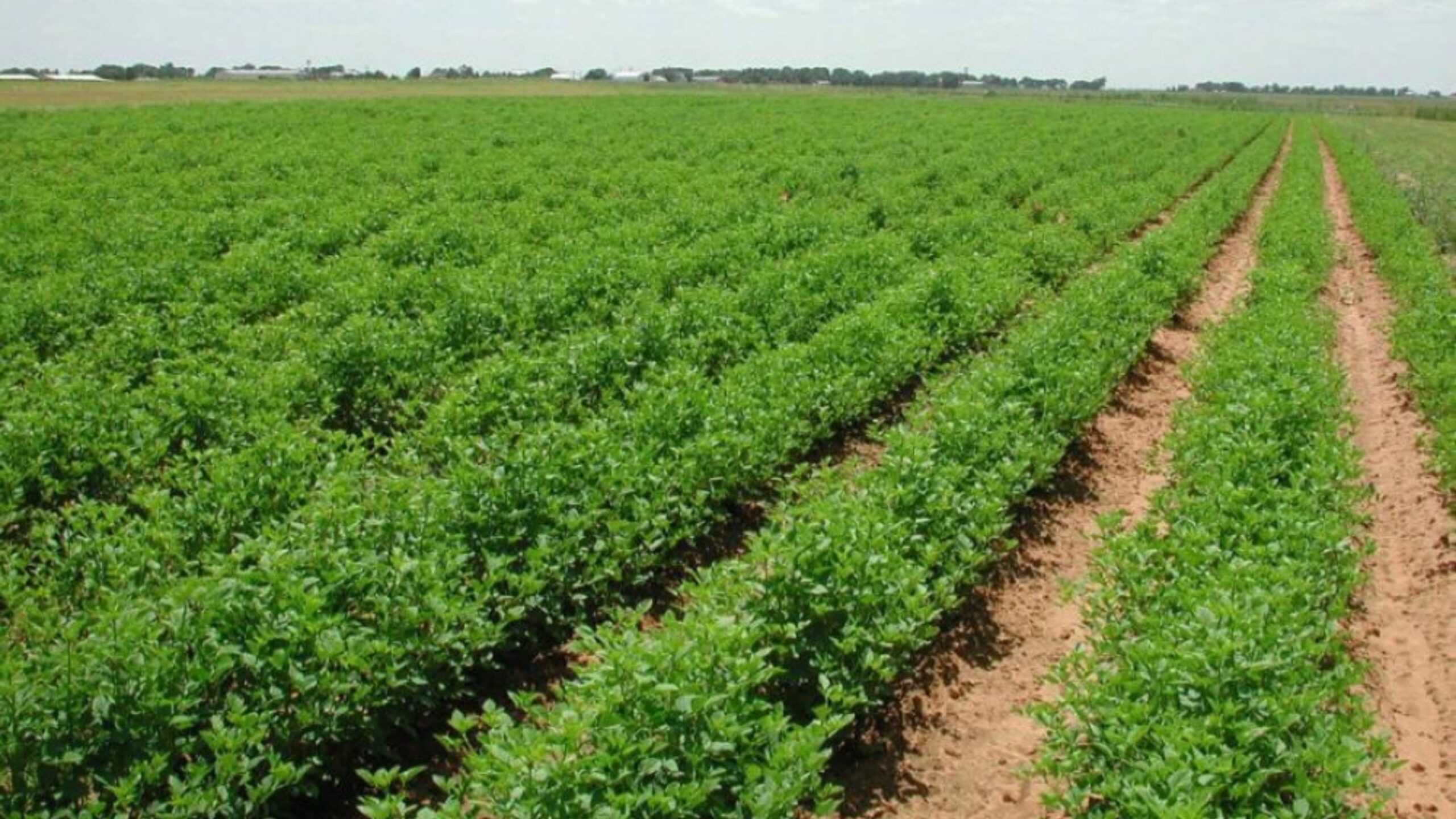 صورة حول : أمطار الكرك تُنعش آمال المزارعين بموسم زراعي واعد أمطار الكرك تُنعش آمال المزارعين بموسم زراعي واعد