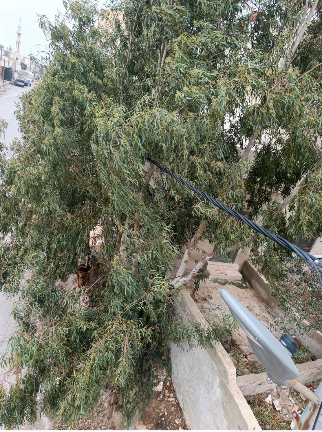 صورة حول : كهرباء إربد تُجري كشفًا ميدانيًا وتُزيل أشجارًا متداخلة مع الشبكة الكهربائية في عين بني حسن كهرباء إربد تُجري كشفًا ميدانيًا وتُزيل أشجارًا متداخلة مع الشبكة الكهربائية في عين بني حسن