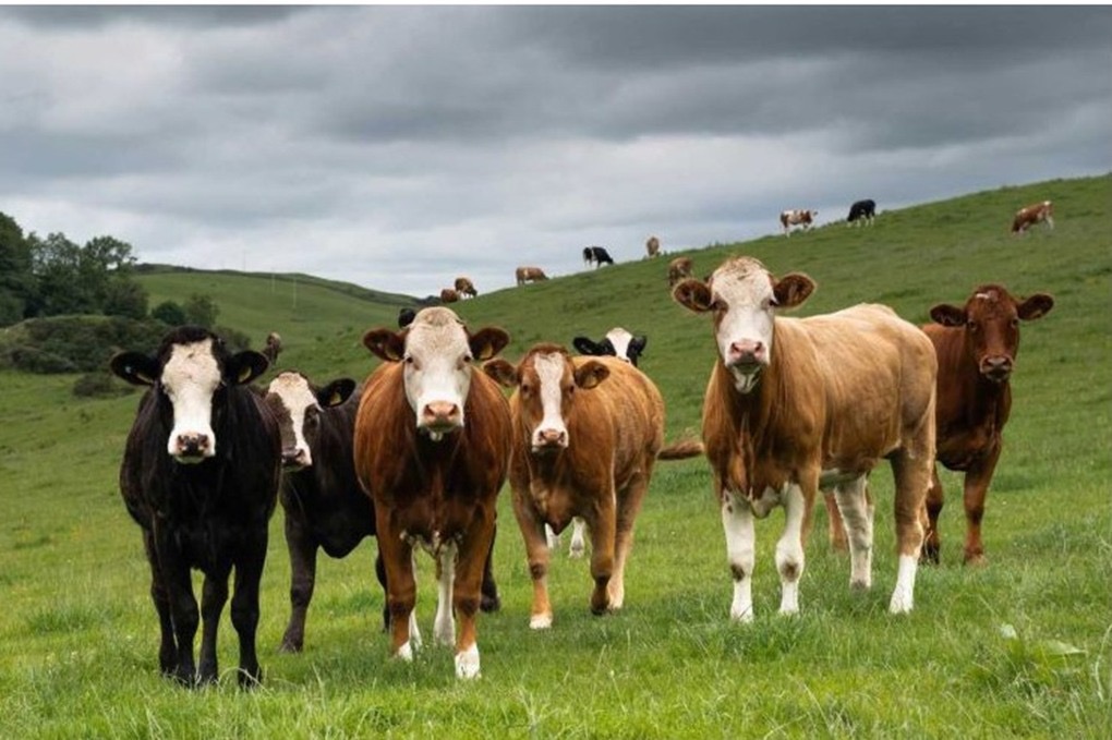 نجاة امرأة بريطانية بعد هجوم عنيف من قطيع أبقار في المرتفعات الإسكتلندية