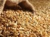 عطاء حكومي لشراء مئات الأطنان من الشعير