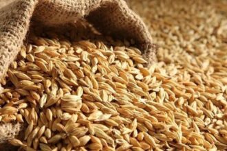 عطاء حكومي لشراء مئات الأطنان من الشعير