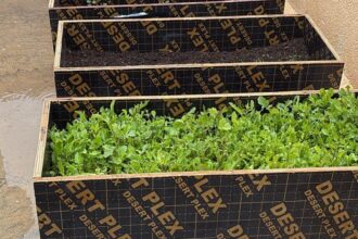 مبادرة زراعية نوعية في أم القطين لاستغلال أسطح المباني وتعزيز الزراعة الحضرية