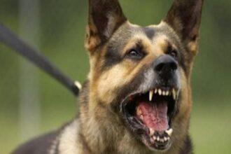 مواطن يتقدم بشكوى بعد دخول سيدة من جمعية رفق بالحيوان منزله وأخذ كلبه دون إذن رسمي