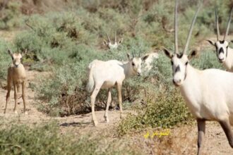 المحميات الطبيعية - الحيوانات والنباتات النادرة في الأردن.
