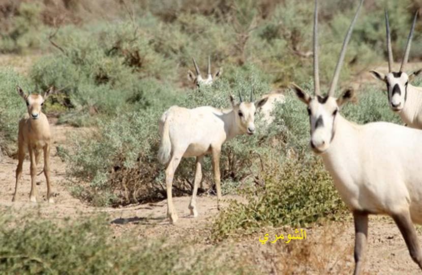 صورة حول : المحميات الطبيعية - الحيوانات والنباتات النادرة في الأردن. المحميات الطبيعية - الحيوانات والنباتات النادرة في الأردن.