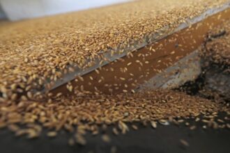 الأردن يشتري 60 ألف طن قمح من مناقصة دولية