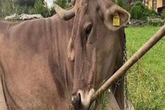 ذكاء يفوق التوقع.. 6 حيوانات تثبت أن العقل ليس حكراً على البشر