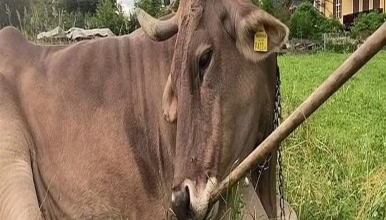 ذكاء يفوق التوقع.. 6 حيوانات تثبت أن العقل ليس حكراً على البشر