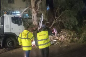 بلدية شرحبيل تزيل شجرة سقطت على طريق الأغوار الدولي