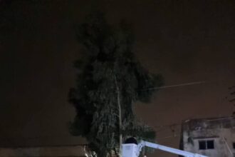 السيطرة على خطر كهربائي بسبب شجرة بالسخنة