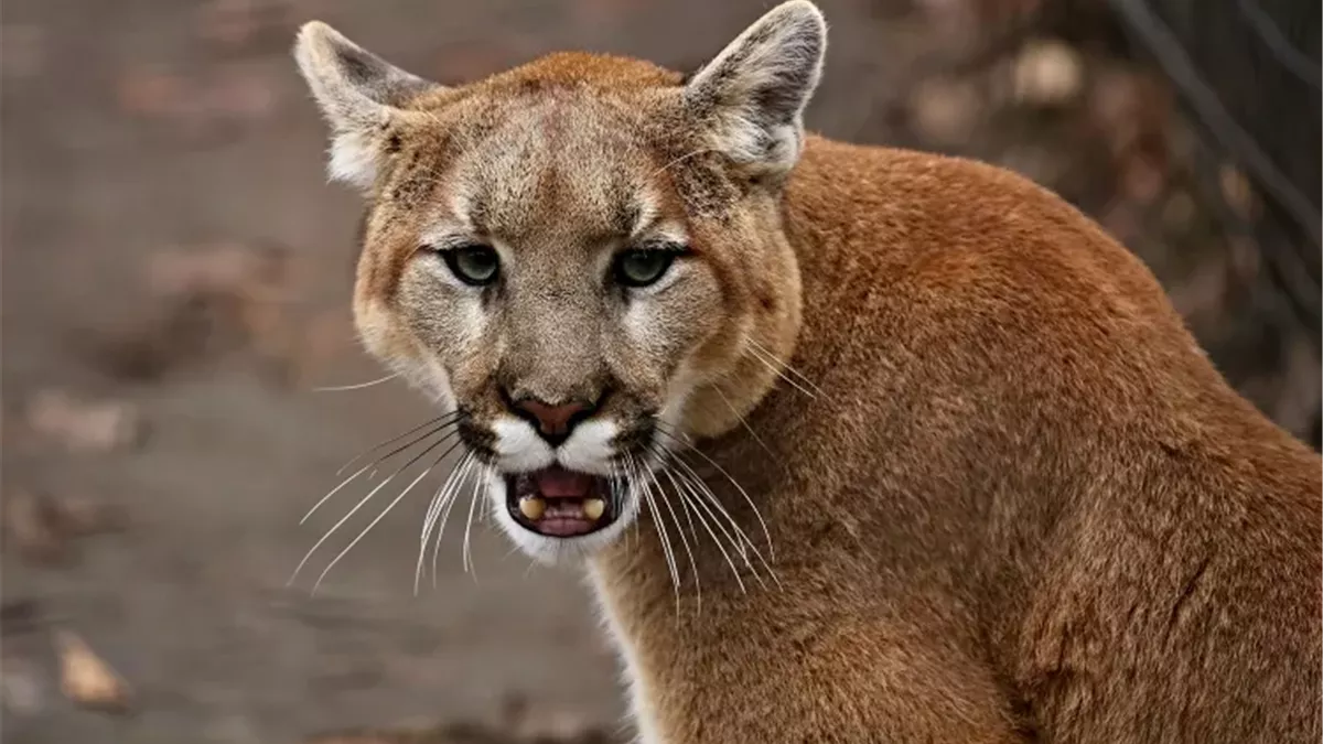 صورة حول : أول وفاة بهجوم أسد جبلي في كولورادو أول وفاة بهجوم أسد جبلي في كولورادو