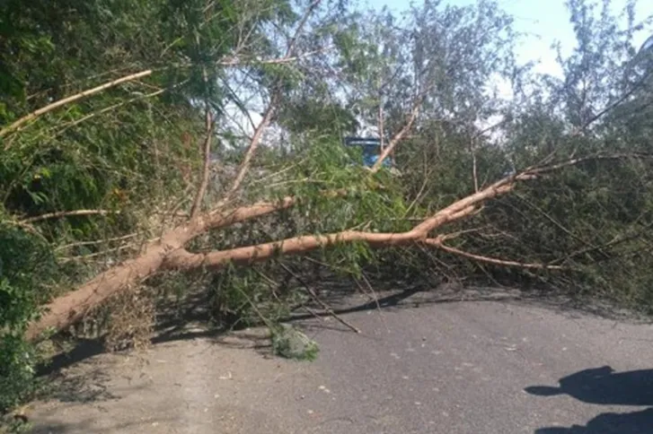 صورة حول : عاجل | سقوط شجرة على عمود كهرباء في دير الليات عاجل | سقوط شجرة على عمود كهرباء في دير الليات