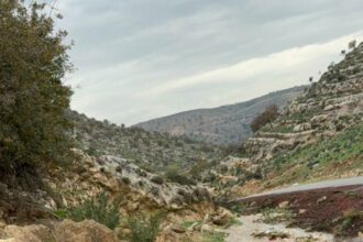 أمطار المنخفض العميق تُنعش زراعة إربد وتبشّر بموسم واعد