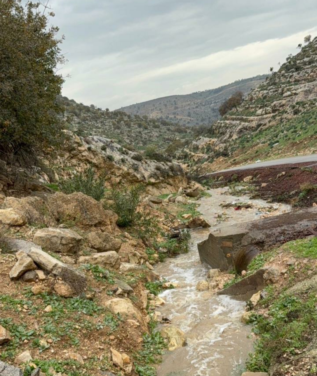 صورة حول : أمطار المنخفض العميق تُنعش زراعة إربد وتبشّر بموسم واعد أمطار المنخفض العميق تُنعش زراعة إربد وتبشّر بموسم واعد