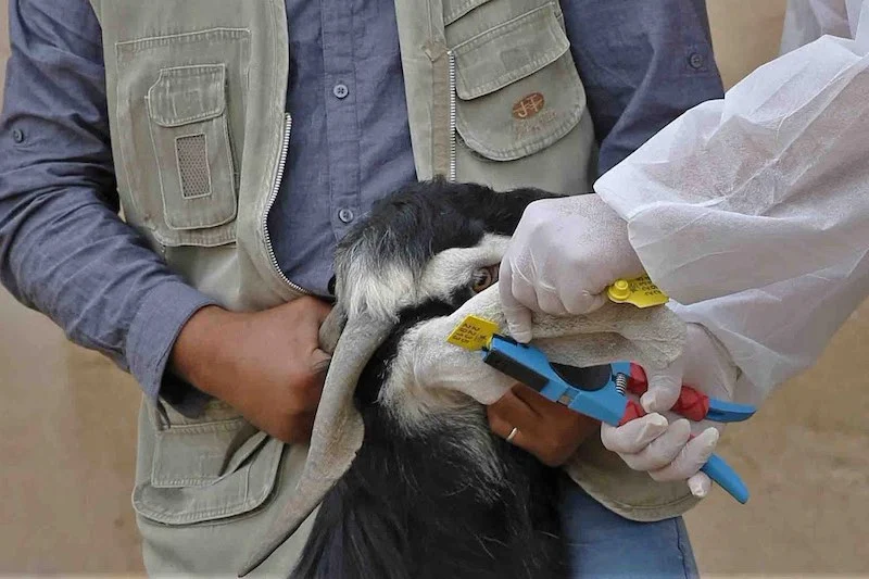 ترقيم 43 ألف رأس من الضأن والماعز في لواء البادية الشمالية الغربية