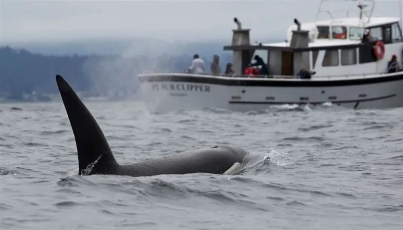 صورة حول : نجاة بعد 66 يوماً من التيه في عرض المحيط الهادئ إثر هجوم حيتان نجاة بعد 66 يوماً من التيه في عرض المحيط الهادئ إثر هجوم حيتان