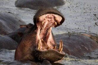 مصرع أربعة شبان بهجوم أفراس نهر أثناء صيد غير قانوني في بحيرة نيفاشا بكينيا