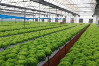 زراعة الكورة تحذّر من الصقيع وتمدّد إرشادات لحماية المحاصيل