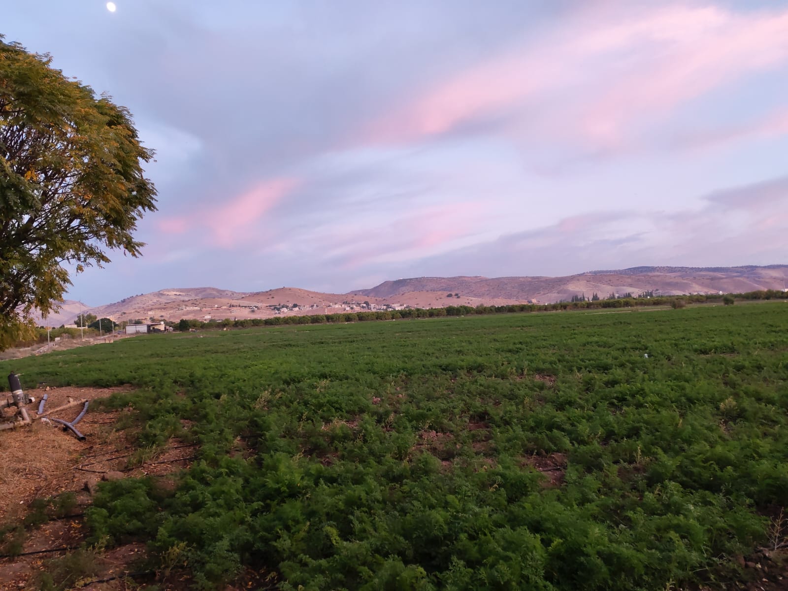 صورة حول : تحذير للمزارعين في الأغوار الشمالية: إجراءات وقائية ضد الصقيع الليلي تحذير للمزارعين في الأغوار الشمالية: إجراءات وقائية ضد الصقيع الليلي