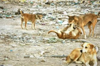 كلب ضال ينهش أذن طفل في خرجا ووالده يحمّل البلدية المسؤولية