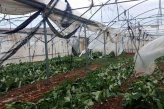 الزراعة تحذر المزارعين من الصقيع والأمطار والرياح وتصدر إرشادات وقائية