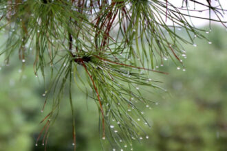 المملكة تتأثر بخامس منخفض جوي في مربعينية شتاء 2025/2026 والسيول تتشكل في عدة مناطق