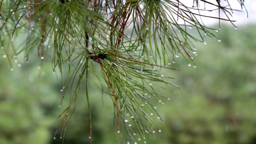 المملكة تتأثر بخامس منخفض جوي في مربعينية شتاء 2025/2026 والسيول تتشكل في عدة مناطق