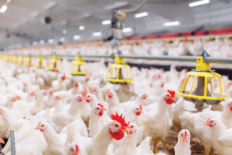 ارتفاع إنتاج الدواجن رغم تراجع أسعار الدجاج والبيض في 2025