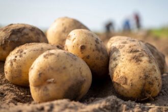 بلدية إربد تتلف كميات من البطاطا الفاسدة حرصًا على سلامة المواطنين