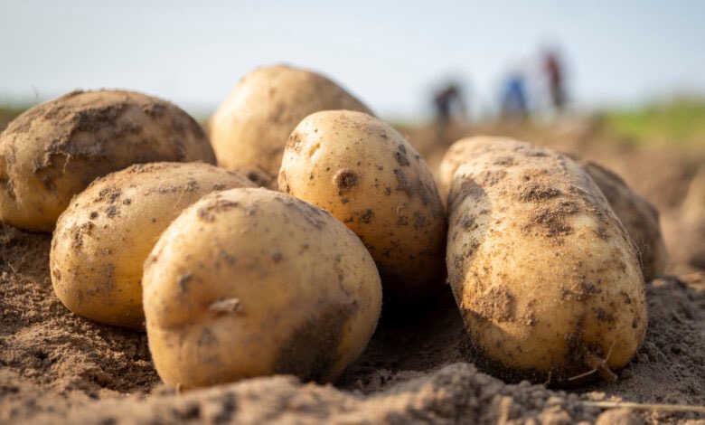 بلدية إربد تتلف كميات من البطاطا الفاسدة حرصًا على سلامة المواطنين