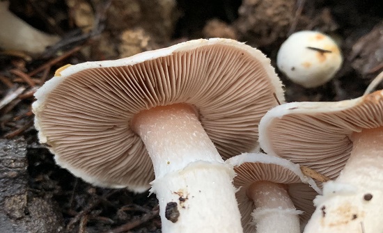 تحذير من تسمم الفطر البري في لواء الكورة بعد مراجعة عدة حالات للمستشفى