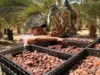 تركيا ترفع حصتها من التمور الفلسطينية إلى 7 أطنان وتفتح آفاقًا جديدة للمزارعين