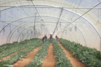 الأمطار الغزيرة تبشر موسم زراعة واعد في الطفيلة والحسا وبصيرا