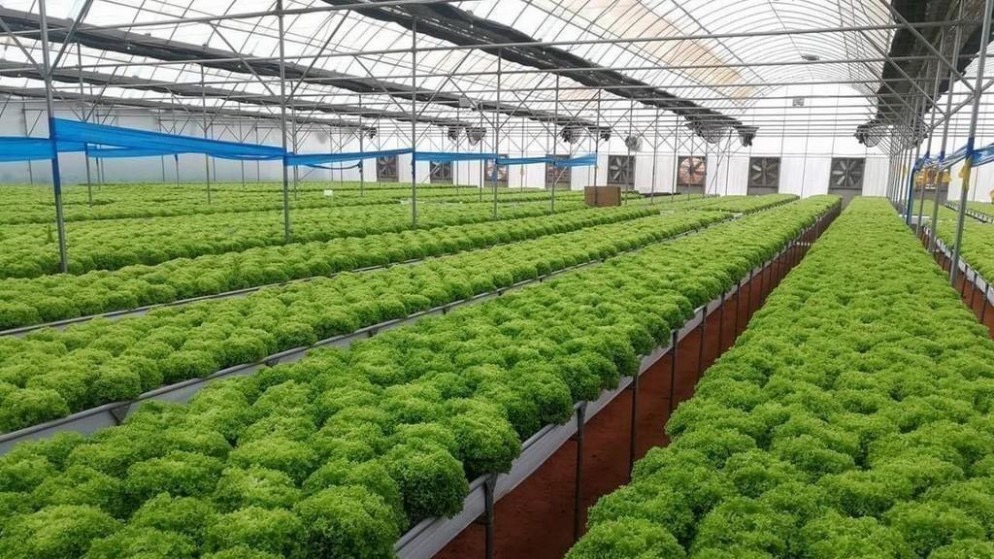 استثمار بـ14.45 مليون دينار لدعم مجمع الصناعات الزراعية التنموية في الأغوار الجنوبية