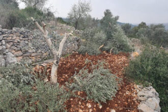 مستوطنون يقتلعون 500 شجرة ويعتدون على ممتلكات فلسطينيين جنوبي الخليل